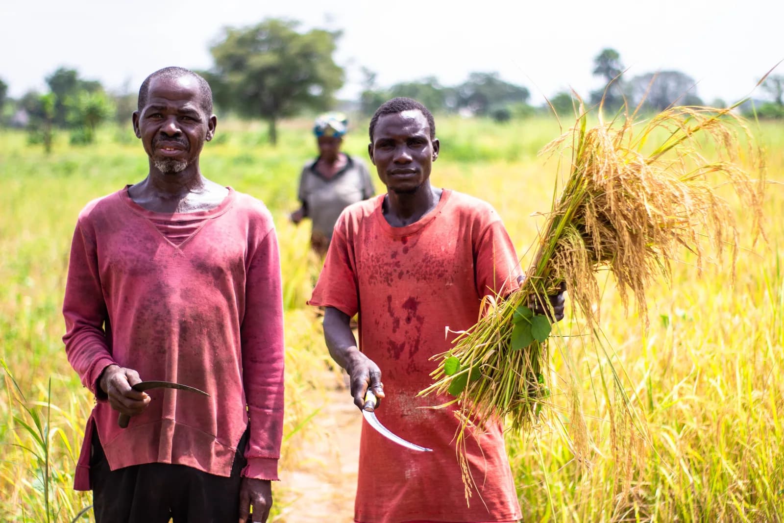 Two farmers standing beside a harvested crop